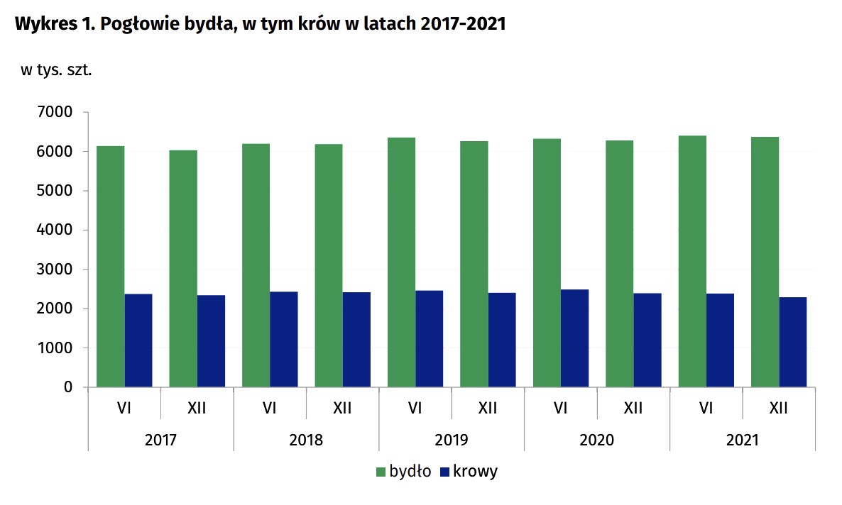 Jak zmieniło się pogłowie bydła w Polsce w ostatnim roku?