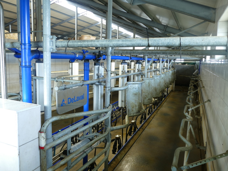 Dojarnię DeLaval, rybia ość 2 x 8 zlokalizowano wewnątrz obiektu