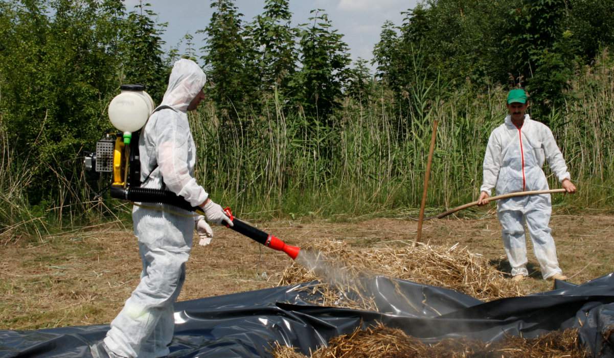 Przy zwalczaniu afrykańskiego pomoru świń częściej stosuje się odkażanie bądź spalanie słomy oraz ściółki. Póki co epidemia nie przybrała takich rozmiarów, aby konieczne było palenie i zakopywanie zwierząt z ognisk