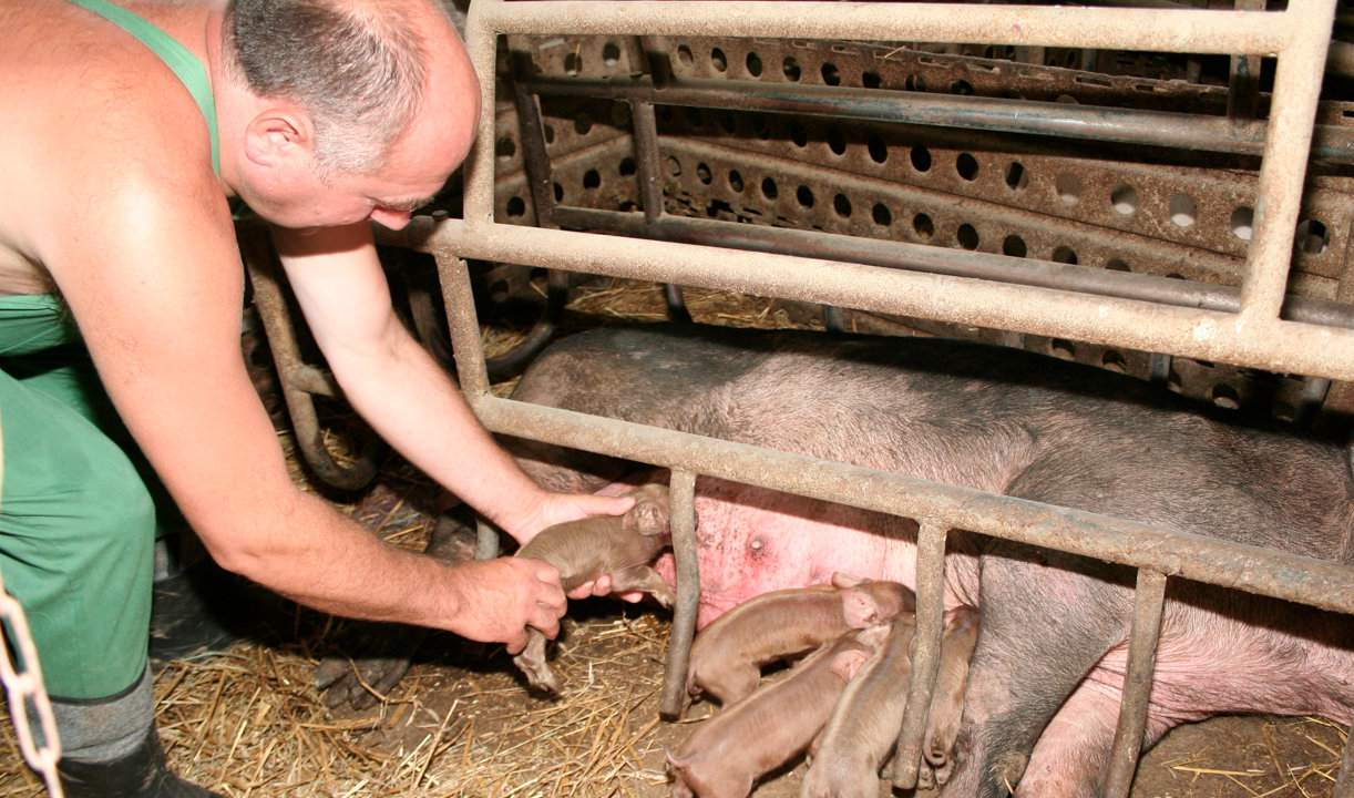 Sprawując nadzór nad porodem, można pomóc prosiętom, szczególnie tym  najsłabszym, aby jak najszybciej pobrały siar