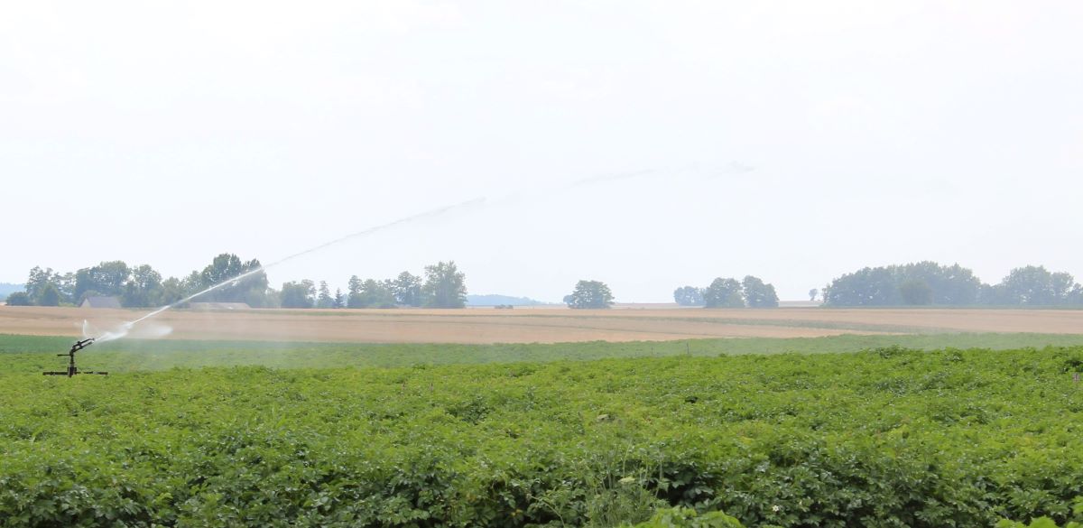 Nowe przyrosty powstają bardzo szybko. Przed zarazą najlepiej je ochronią środki o działaniu układowym albo układowo-wgłębnym