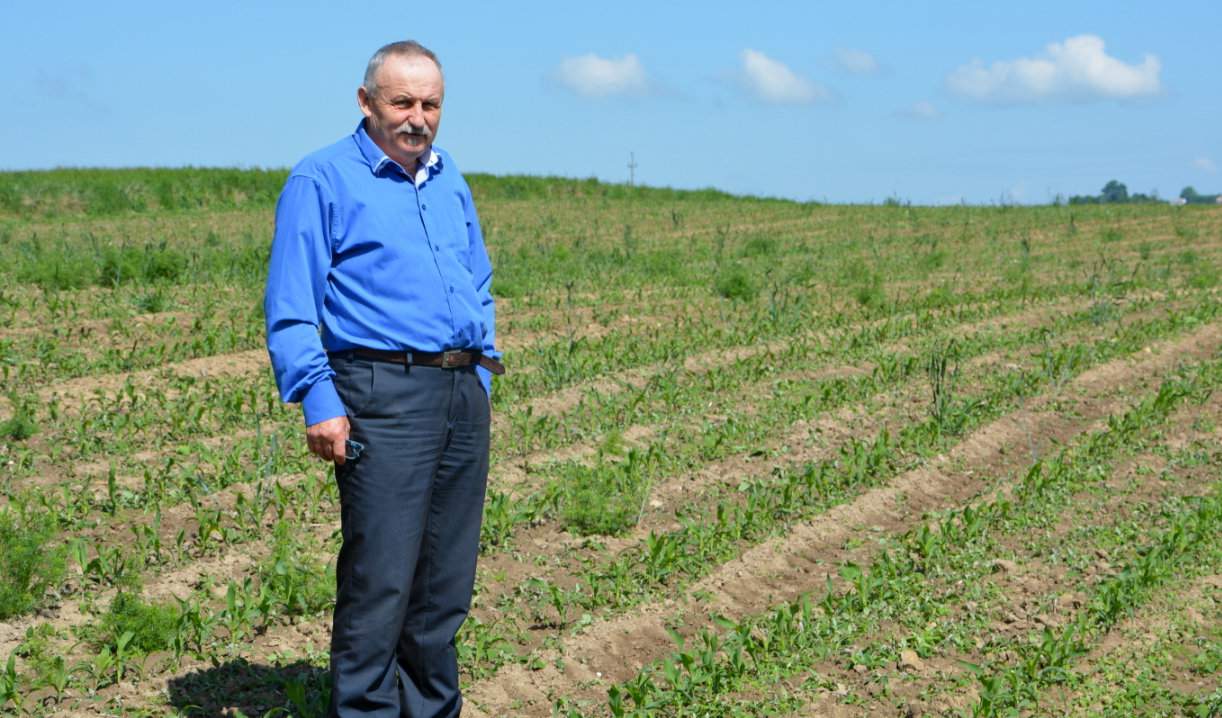 Andrzej Madej na plantacji kukurydzy