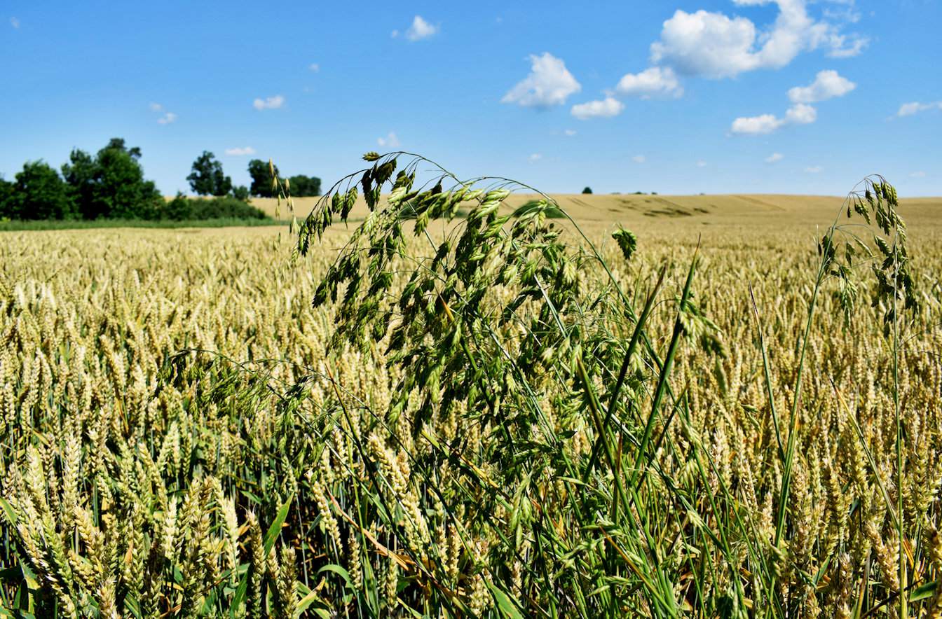 Stokłosy lubią uproszczenia, płodozmiany zbożowe oraz żyzne, gliniaste i zasobne gleby