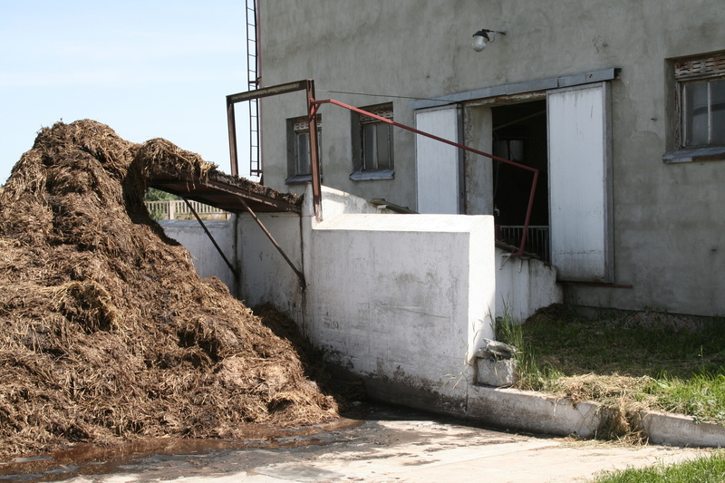 Amerykańscy naukowcy widzą zależność pomiędzy zachorowaniami świń na PRRS a wywożeniem na pola obornika