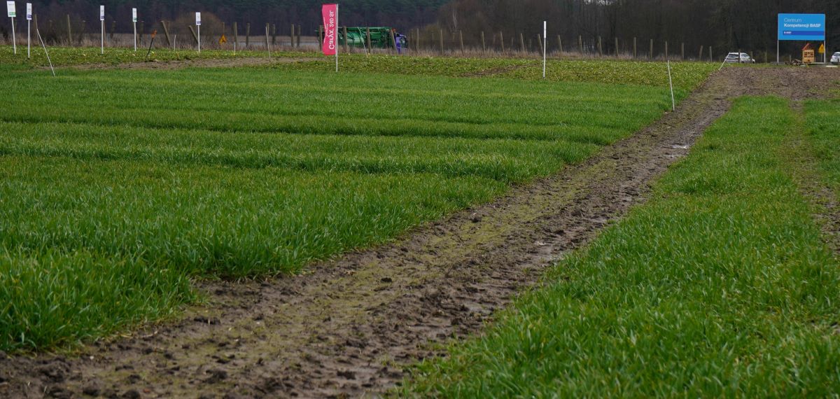 W Centrum Kompetencji BASF w Pamiątkowie dominuje zieloność roślin. Oziminy przetrwały bez strat, ale pamiętajmy, że kwiecień może być mroźny i groźny