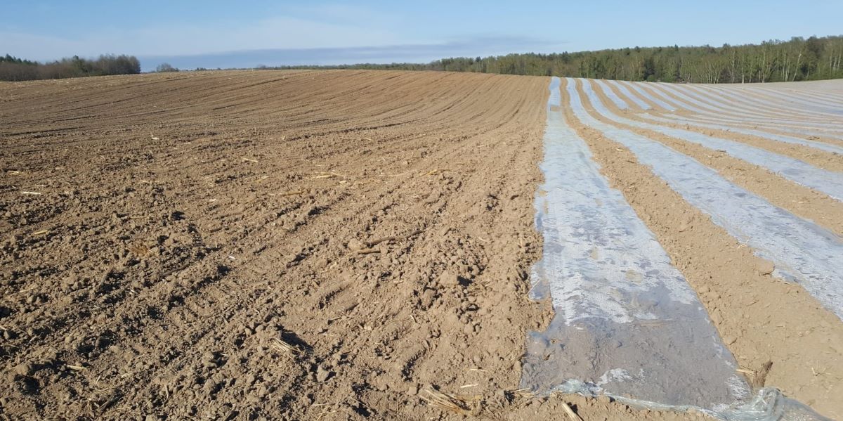 Na jednym polu obok siebie w ramach doświadczenia 24.04.2022 r. wysiano odmianę SY Calo w technologii uprawy pod folią – 35 ha i obok tradycyjnie