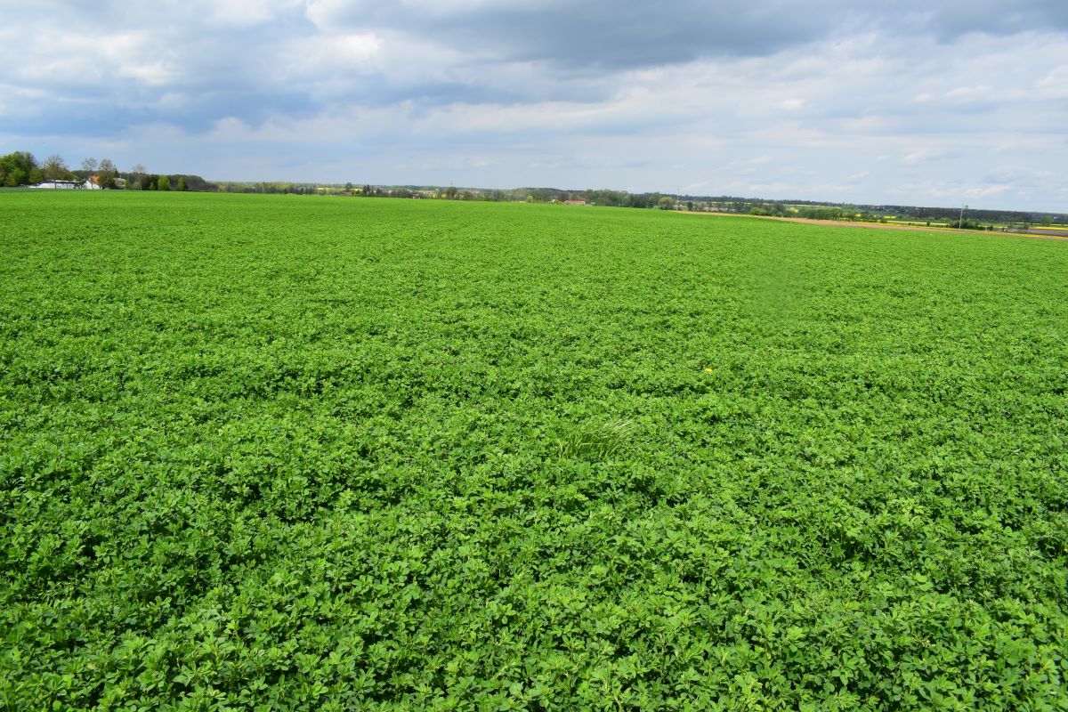 Tak wyglądała 13 maja 2022 r., czyli na początku drugiego roku użytkowania mieszanka Lucerna PowerMix, składająca się z trzech odmian lucern: Planet, Fleetwood i Fraver, wysiane 14 maja 2021 r.