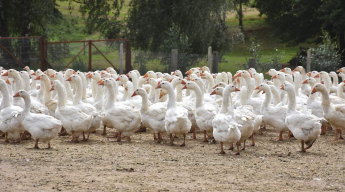 Gęsi utrzymywane są dla produkcji jaj lęgowych