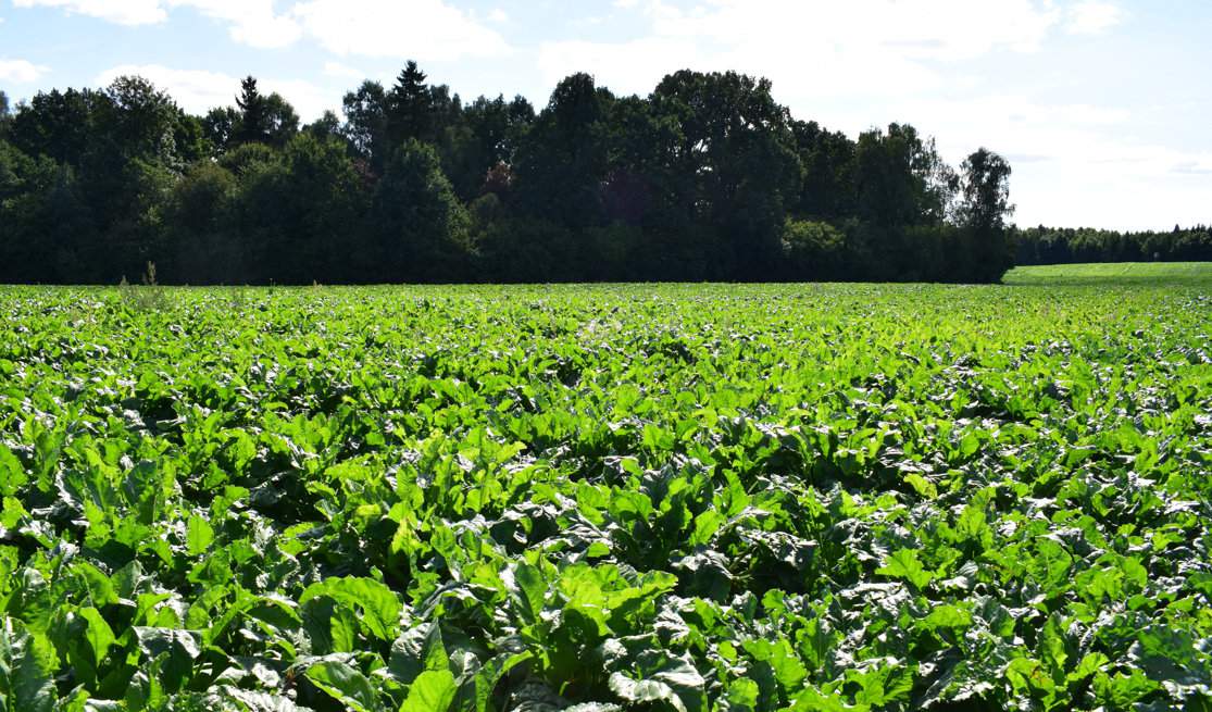 Utrzymanie plantacji buraka w dobrej kondycji do samego końca to priorytet, ponieważ w korzeniach, których liście porażone są chwościkiem, znacznie spada zawartość cukru