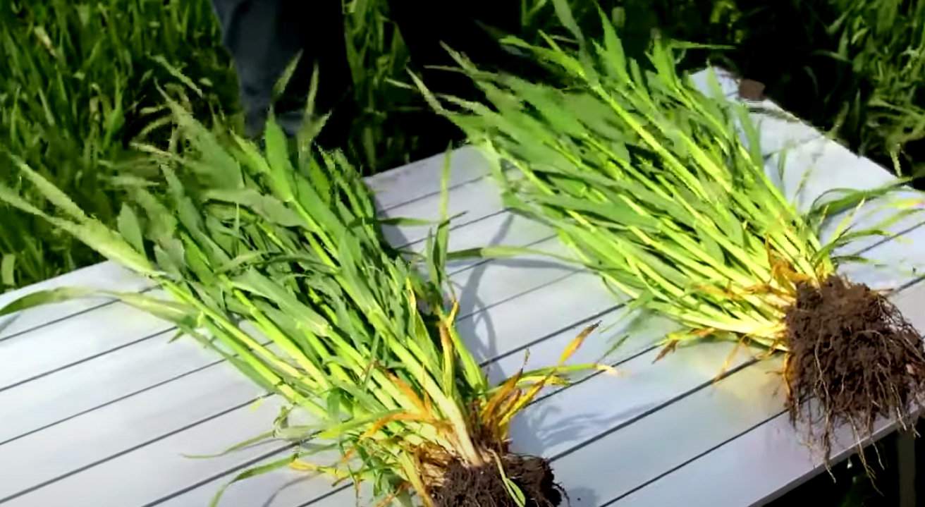 Jęczmień hybrydowy cechuje się wyjątkowo silnym krzewieniem. Z liczenia w połowie marca wynika, że odmiana SY Baracooda na polach w Polwicy miała średnią obsadę 170 roślin/m2 przy czym niektóre z roślin (mamy tu dwie) miały nawet po 20 silnych źdźbeł