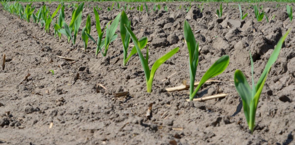 Przedwschodowe odchwaszczanie kukurydzy ma wielu zwolenników i może być bardzo skuteczne, z czystą plantacją po wschodach. Ale jest jeden warunek – dobre uwilgotnienie gleby i ciepły start wiosny, które sprowokują do wzrostu także chwasty ciepłolubne