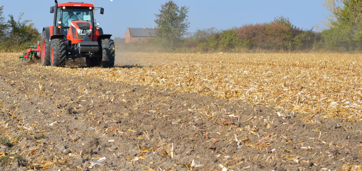 Zboża ozime udaje się zasiać po późno schodzących burakach i kukurydzy. Wiążą się z tym oczywiście problemy, jak np. duża masa resztek pożniwnych po kukurydzy na ziarno. Liczy się wtedy szybkie i dobre doprawienie stanowiska jednym przejazdem. Późny siew redukuje potencjał plonowania a z opóźnieniem najlepiej radzi sobie pszenica, która może dokrzewić się jesienią. Warunkiem jest zwiększona dawka startowa nawozów, najważniejsza azotu, ale też siarki i w razie potrzeby potasu i fosforu