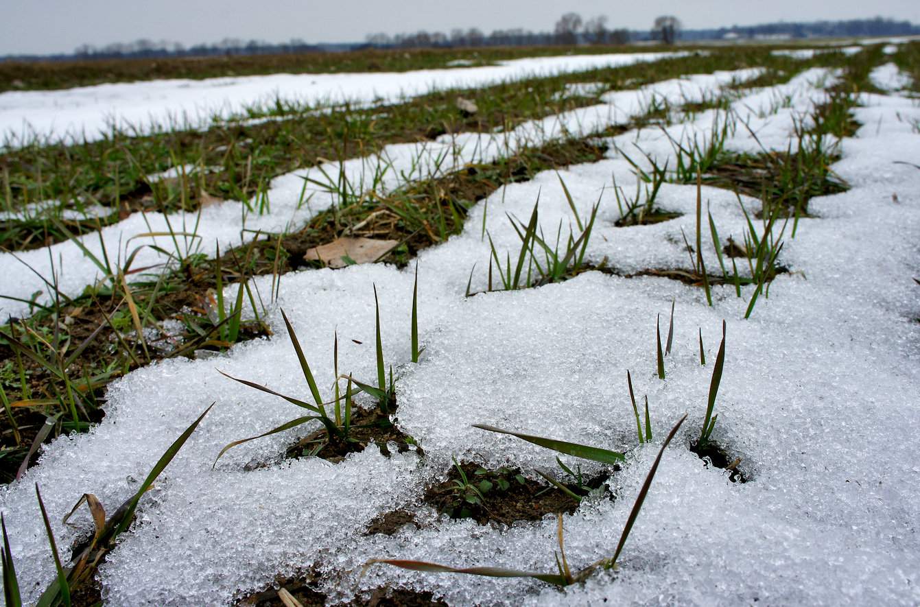 Pleśń śniegowa występuje w zbożach i największe straty wyrządza w kolejności w życie, jęczmieniu i pszenicy. Jest też bardzo groźna na użytkach zielonych, a najbardziej podatne są na nią życice. Choroba nasila się w sezonach z intensywnymi opadami śniegu na niezamarzniętą glebę, ale także z zimami bezśnieżnymi, lecz z intensywnymi opadami deszczu