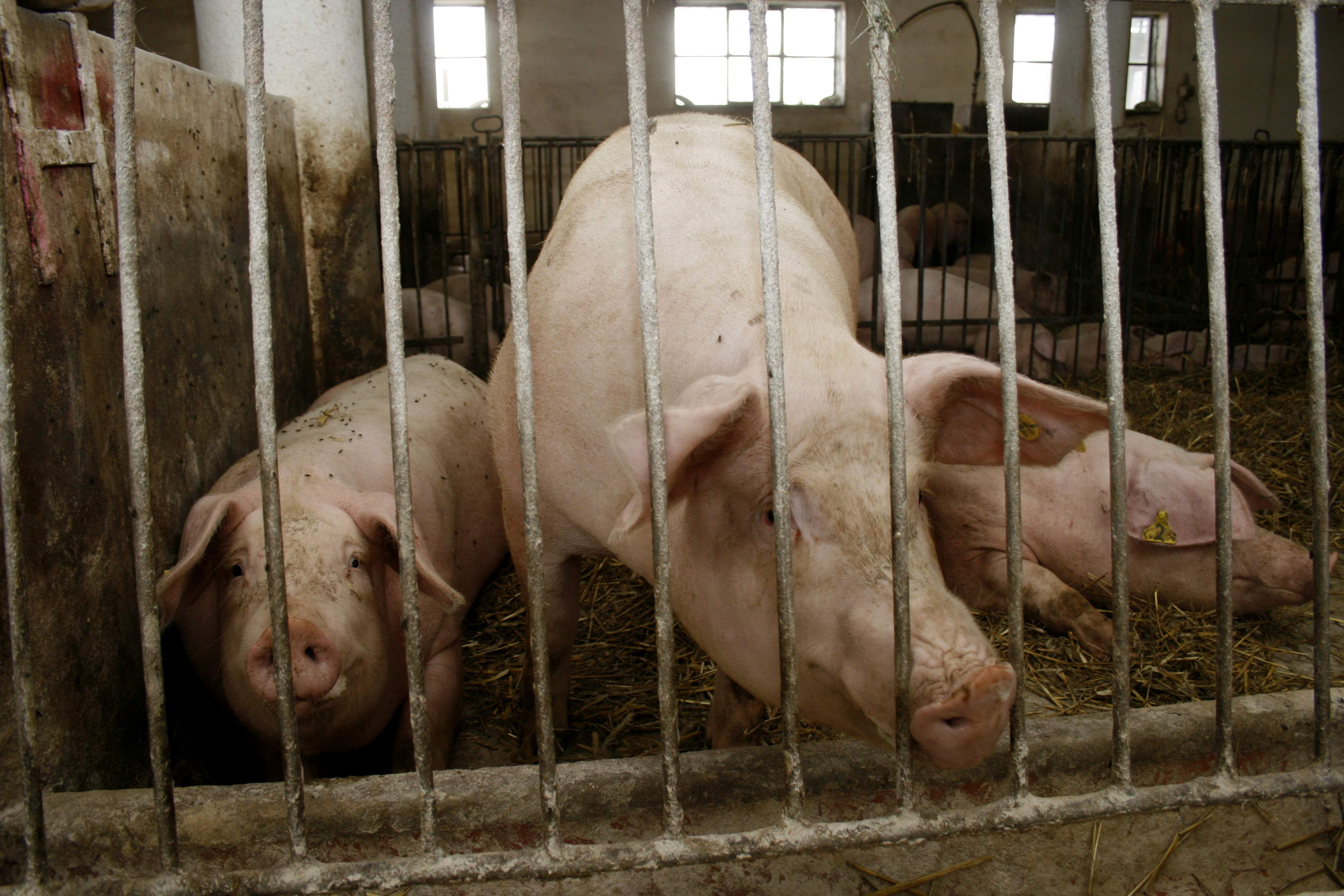 Zdaniem ekspertów, śruta i makuch rzepakowy pomimo że mają mniej białka niż śruta sojowa, to jest to białko o wysokiej wartości biologicznej