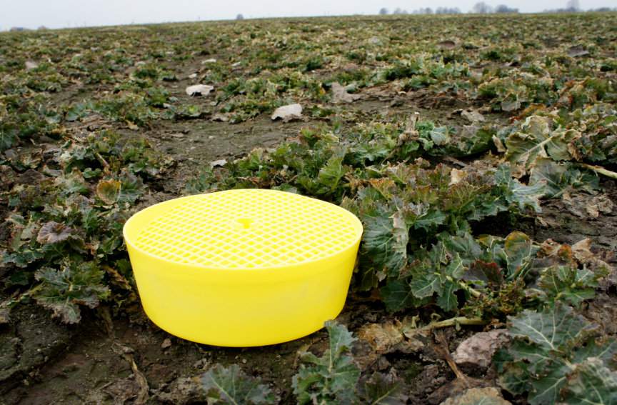 Ważny jest dobór insektycydu skutecznego w warunkach chłodnej wiosny i kluczowe wyznaczenie terminu kulminacyjnych nalotów szkodników. Żółte naczynia trzeba wystawić w rzepaku w połowie lutego i sprawdzać ich zawartość każdego dnia o tej samej godzinie