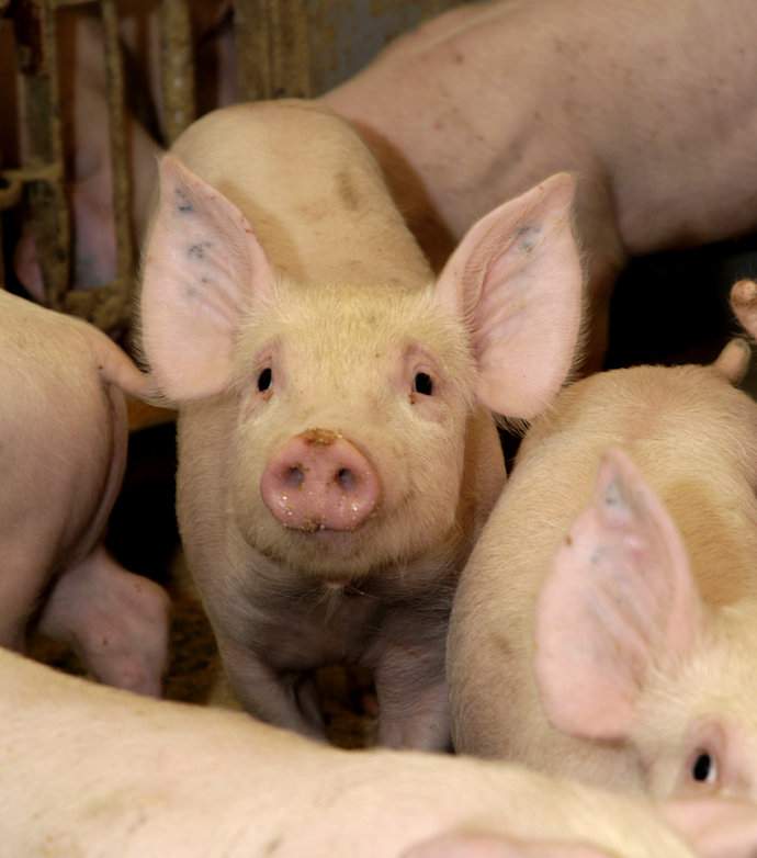 Jakie produkty zmniejszają stres cieplny u świń