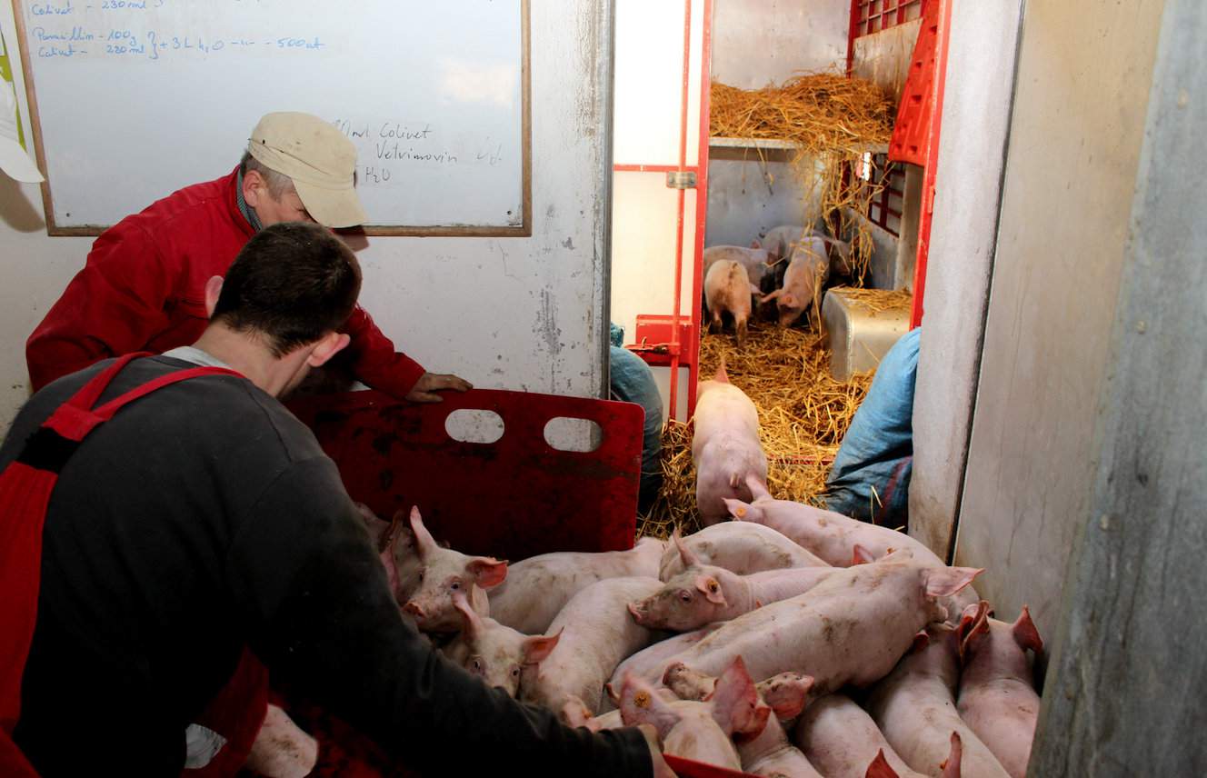 W produkcji zwierzęcej trudno uniknąć przemieszczeń, a każde przepędzanie świń to stres i ryzyko rozprzestrzeniania się infekcji