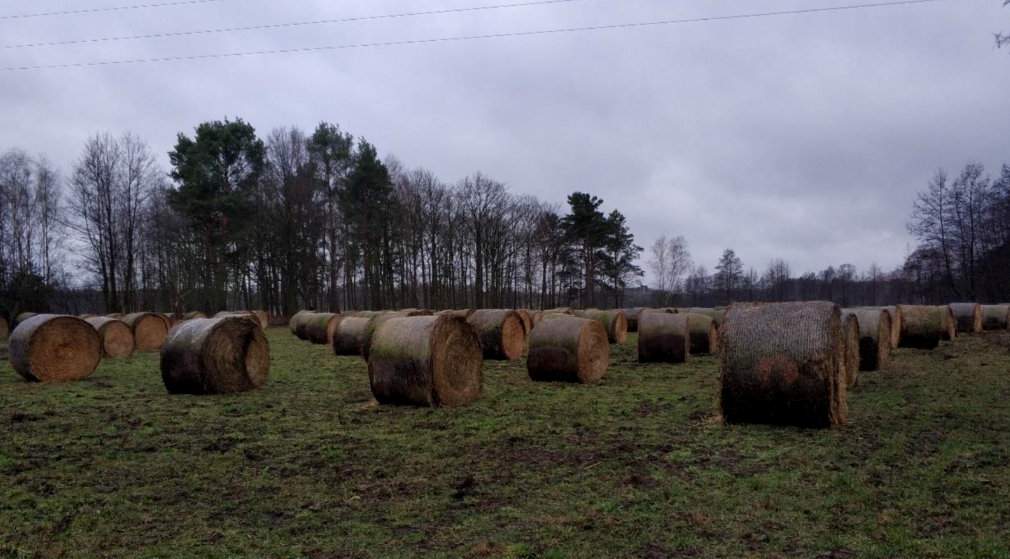 Jedna z 31 kwater gospodarstwa Lubuskie Angusowo i bele ze słomą i sianem przygotowane dla czerwonych angusów do wypasu zimowego zwanego z języka angielskiego „bale grazing”