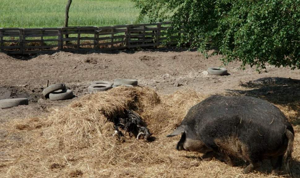 Rasa mangalica jest idealna do wypasu pastwiskowego, ale z niego nie korzysta, bo nie może w związku z wymogami bioasekuracji związanymi z chorobą ASF