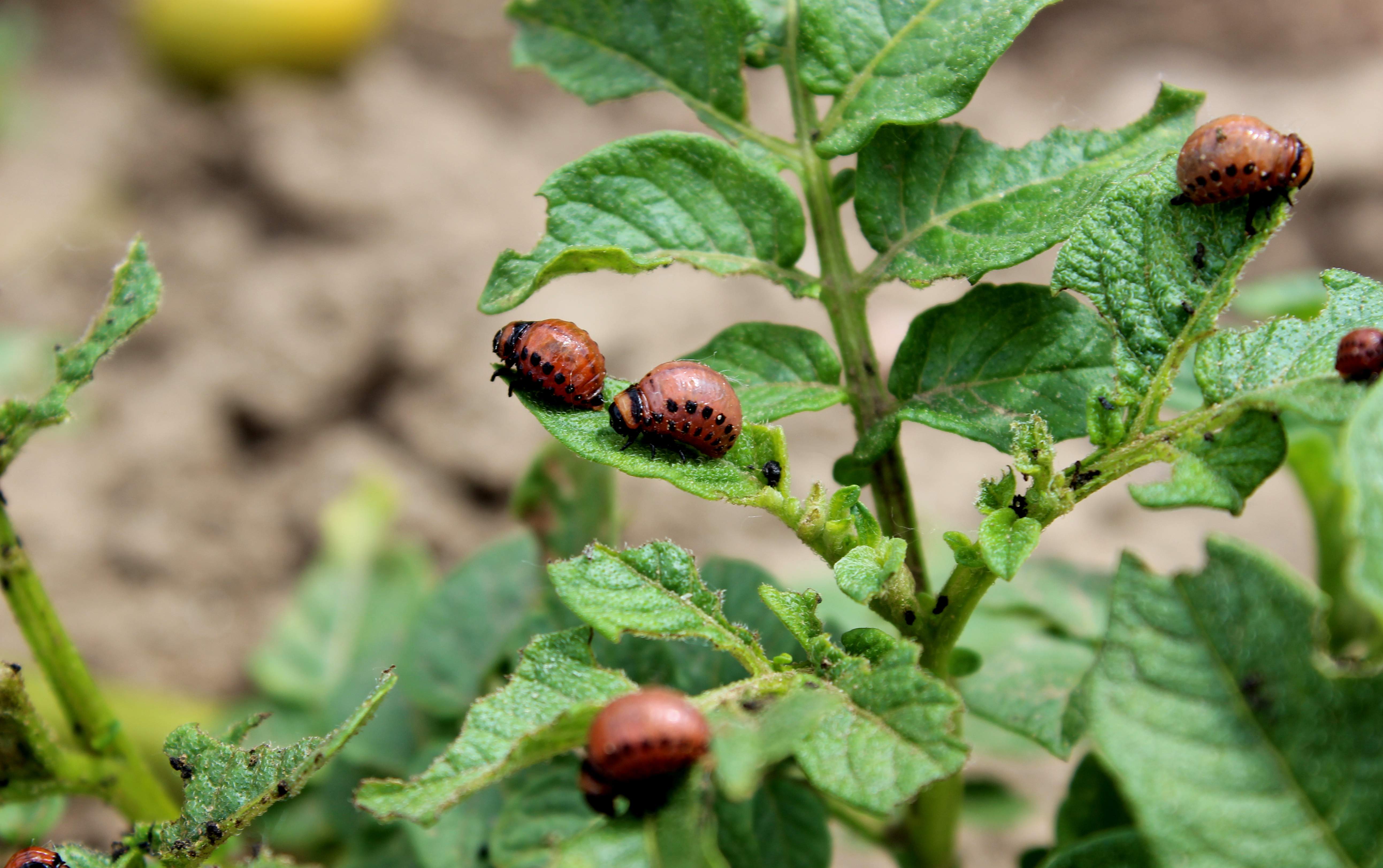 Biologiczne rozwiązania są także na stonkę ziemniaczaną. Jej larwy ogranicza produkt zawierający B. thuringiensis var. tenebrionis
