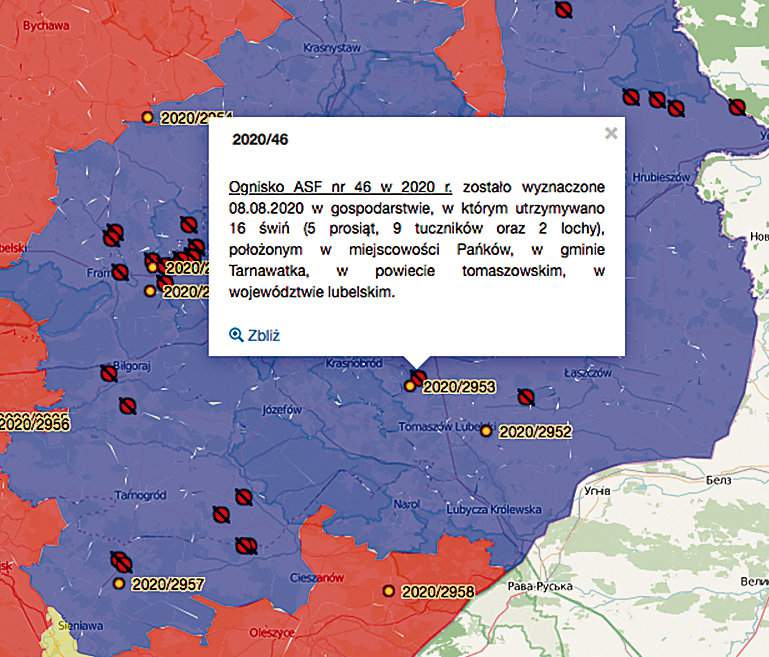  Afrykański pomór świń, zaatakował ostatnio głównie gospodarstwa w województwie lubelskim