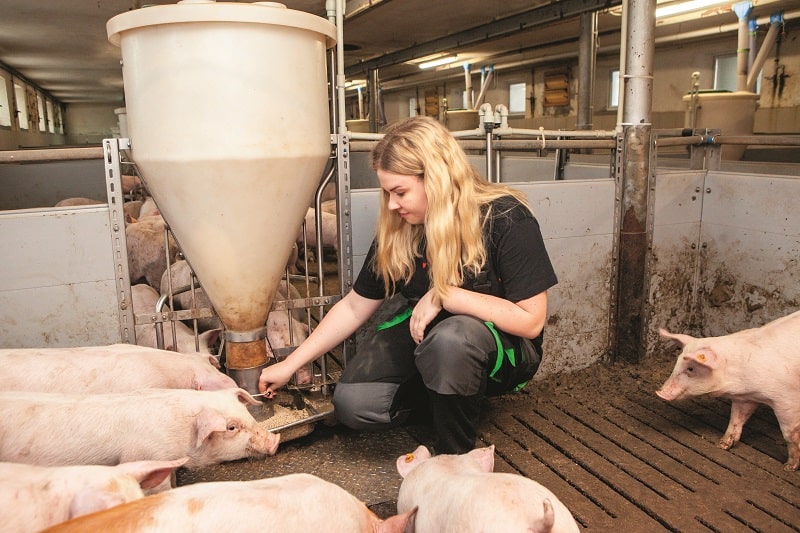 Świnie Netterów zużywają około 2,7 kg paszy na 1 kg przyrostu. Julia skrupulatnie analizuje pobranie i wykorzystanie paszy.