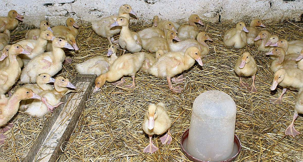 Kaczęta są wrażliwe na zbyt niskie lub zbyt wysokie temperatury, ale przede wszystkim źle znoszą zbytnie ścieśnienie i brak świeżego powietrza