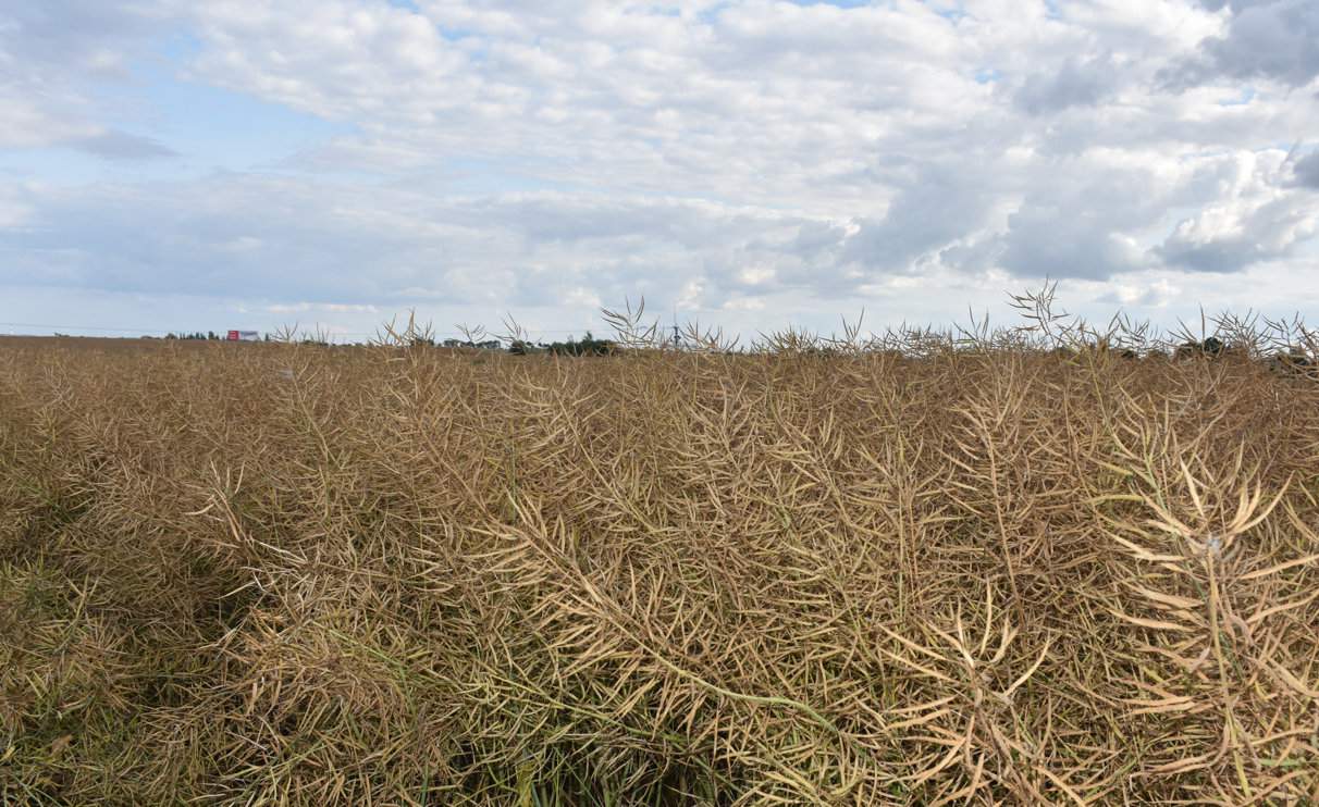 Plantacja odmiany rzepaku LG Scorpion przed rozpoczęciem zbioru