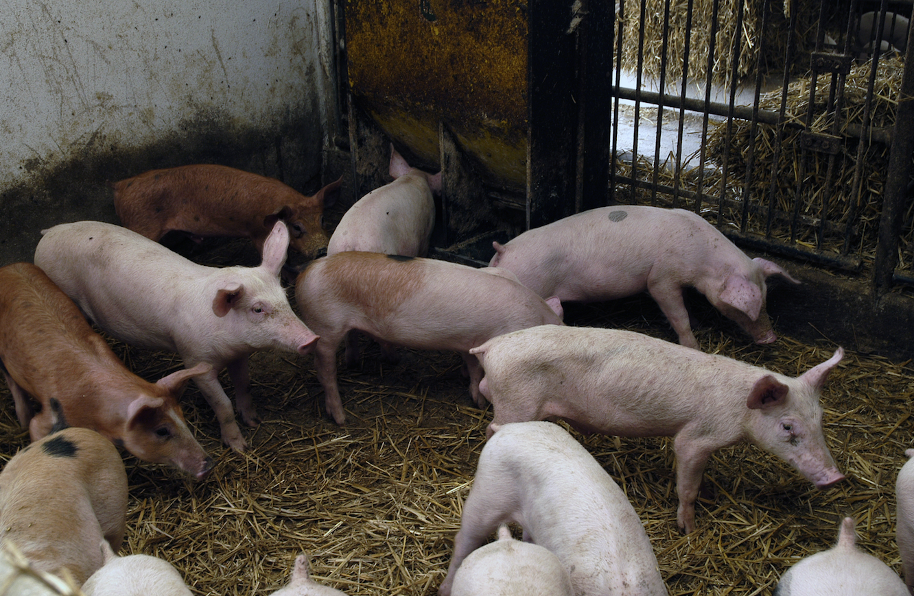 Infekcje kilkoma patogenami układu oddechowego często prowadzą do wyniszczenia organizmu prosiąt i charłactwa