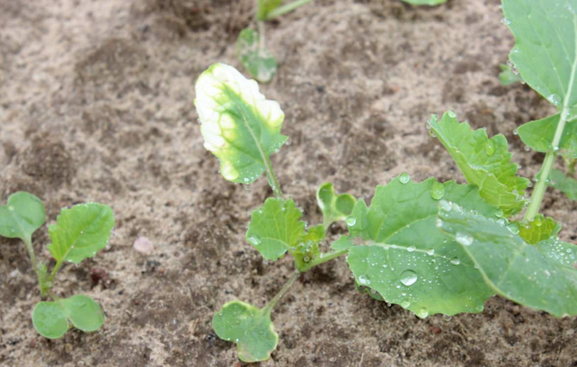 Fitotoksyczność rzepaku po herbicydach z chlomazonem jest naturalna i przy siewie w optymalnym terminie rośliny regenerują te uszkodzenia. Nieodwracalne uszkodzenia chlomazonem mogą mieć miejsce przy bardzo późnym siewie rzepaku, po którym dodatkowo następują silne opady deszczu