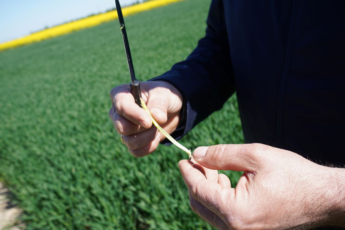 BBCH 31 – pierwsze kolanko wyczuwalne 1 cm nad węzłem krzewienia. Prawidłowo wykonanym zabiegiem w tej fazie uzyskamy: wzmocnione, pogrubione i skrócone źdźbło, silniej rozwinięty system korzeniowy