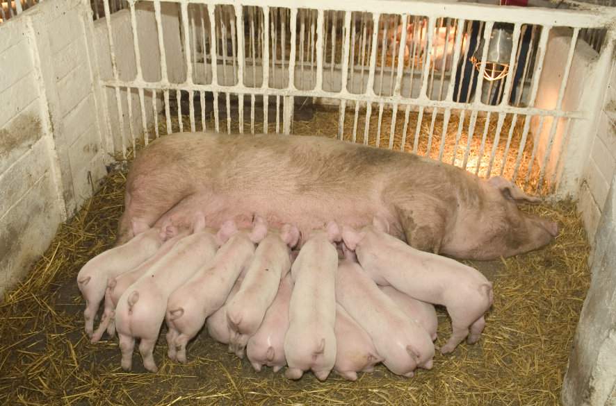 Lochy najlepiej czują się, gdy mają dostęp do ściółki i mogą swobodnie się poruszać w kojcu porodowym, ale są to rozwiązania coraz rzadziej spotykane