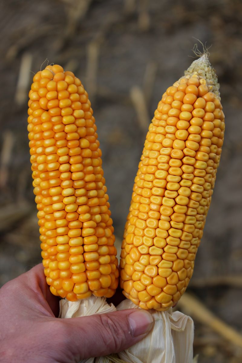 W przypadku kukurydzy ziarnowej bardzo plonotwórczy jest jak najwcześniejszy siew, ale pamiętajmy, że typowe ziarnówki z ziarnem dent (na zdjęciu z prawej typowy koński ząb) mają wyższe wymagania termiczne niż flinty (z tym typem ziarna kolba z lewej)