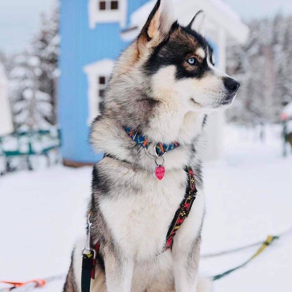 W Kalevali stróżują trzy husky, które natychmiast zaprzyjaźniają się z gośćmi