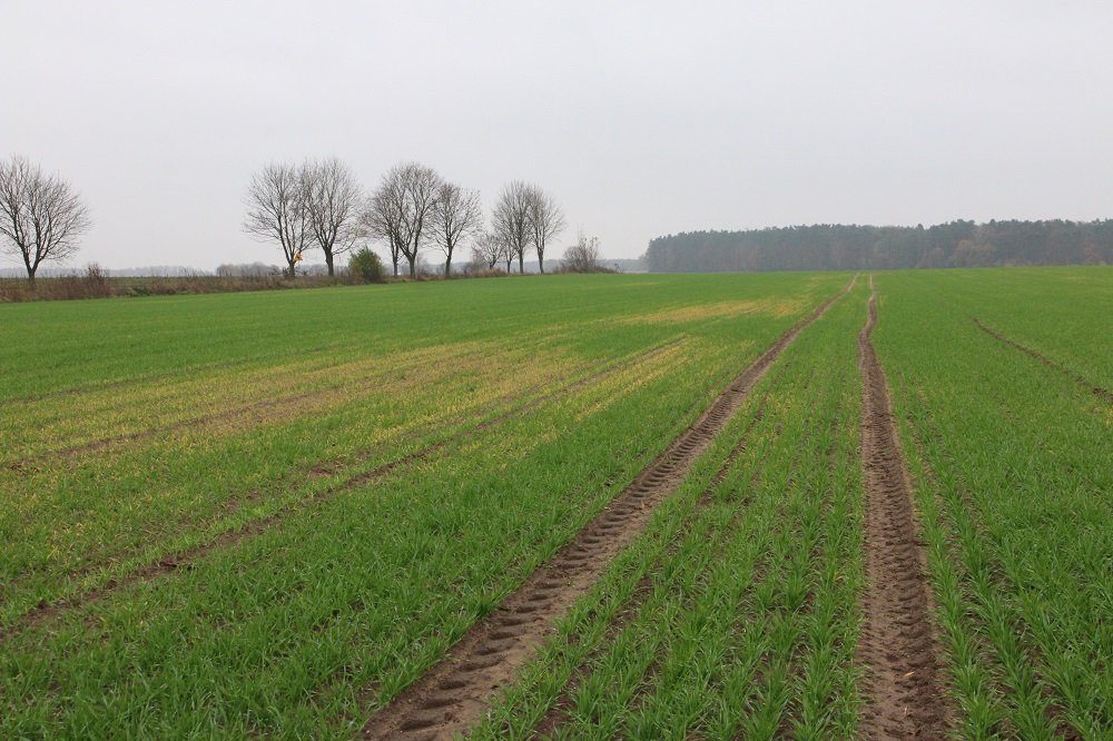 Na glebach lekkich łatwiej o ich zakwaszenie. Ujawni się to na roślinach uprawnych, np. na wrażliwym na niski odczyn gleby jęczmieniu.