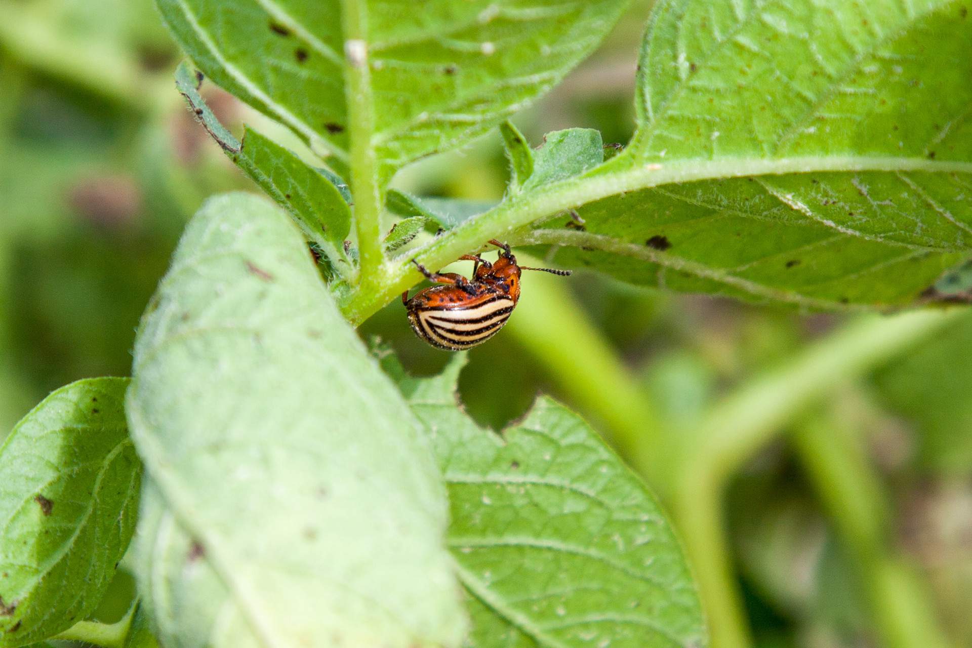 Los Ovados/Apis 200 SE – insektycyd skutecznie zwalczający stonkę ziemniaczaną  