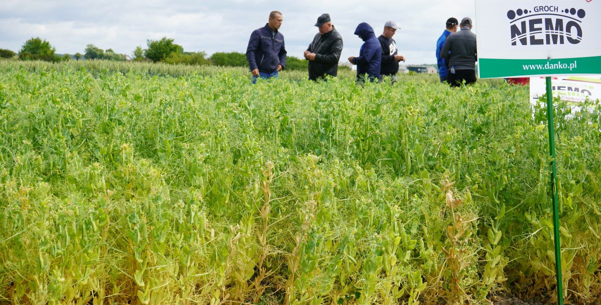 Odmiany ogólnoużytkowe grochu są niskie, wąsolistne i mają białe kwiaty. Odmiany pastewne mają barwne kwiaty, są wysokie, a np. odmiana Hubal ma liście parzystopierzaste. Jak wspomniałem, LOZ grochu na 2023 r. wkrótce będzie opracowana i nie jest wykluczona zmiana pozycji odmian w rekomendacjach i wyższe lokaty tych najnowszych, jak Nemo zarejestrowanej w 2019 r. czy Tytan (2021 r.) albo pojawienia się na LOZ najnowszej Colin (rejestracja w 2022 r.). Nowości warto śledzić a jest do tego wiele okazji na organizowanych Dniach Pola hodowców odmian