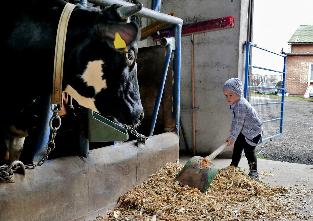 Zamiłowanie do pracy z bydłem mlecznym mały Miłosz z pewnością odziedziczył po rodzicach 