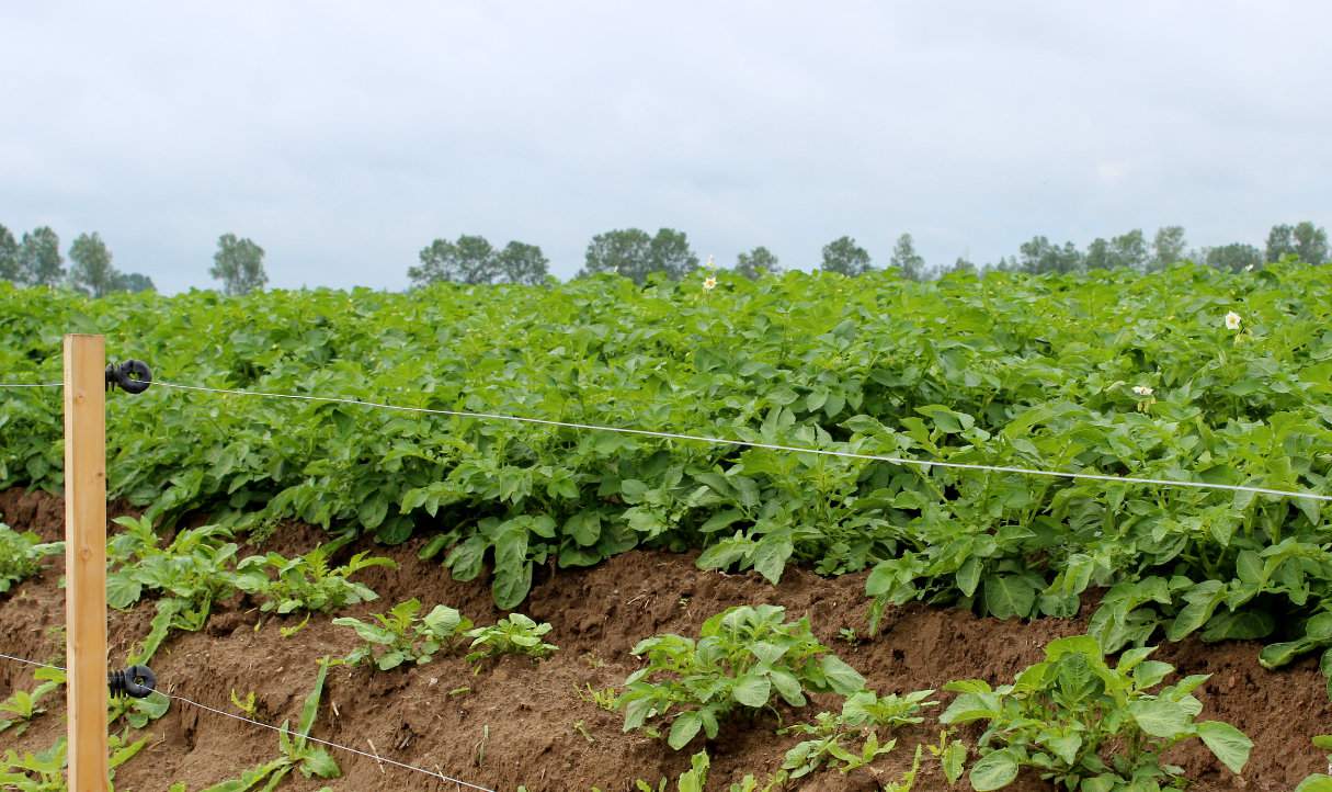 Najskuteczniejszą metodą ograniczania strat wyrządzanych przez dziki w kukurydzy, ale także w ziemniakach i burakach cukrowych jest grodzenie plantacji