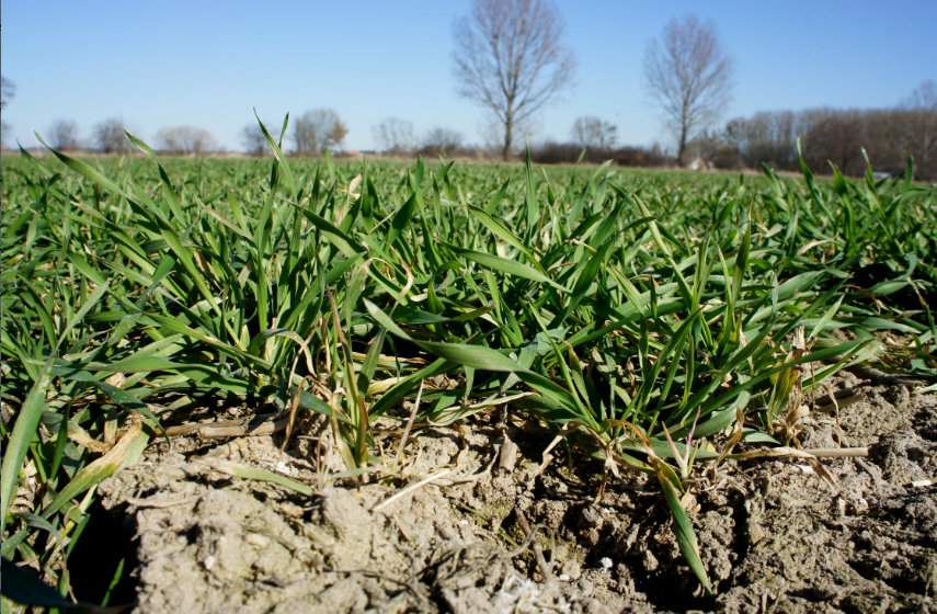 Druga dawka azotu stosowana standardowo w pszenicy ozimej w fazie strzelania w źdźbło stabilizuje łan i zabezpiecza go przed redukcją źdźbeł kłosonośnych