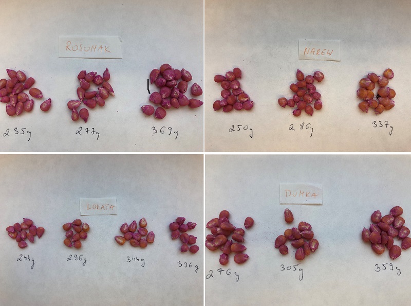 Masa 1000 drobniejszych nasion testowanych odmian kukurydzy wynosiła od 235 g (Rosomak), do 276 g (Dumka). Z kolei grubych mieściła się w przedziale od 337 g (Narew) do 396 g (Lokata).