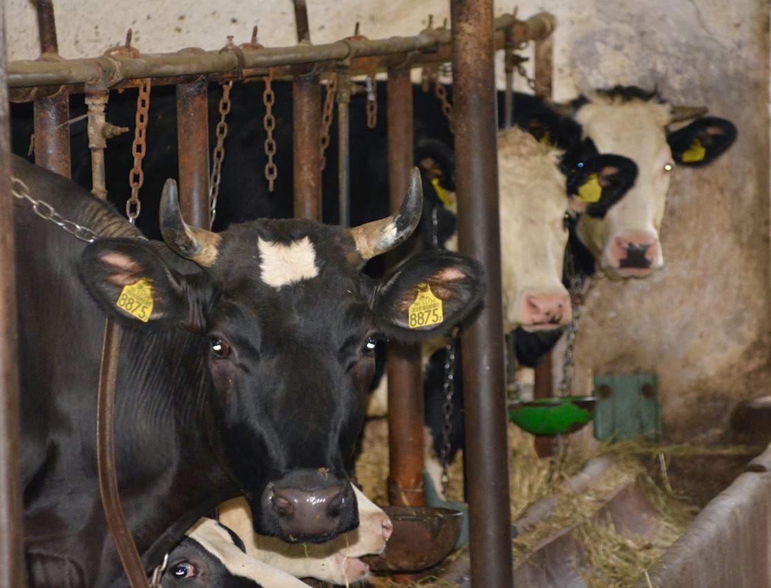 Uwięziowa obora w dniu oddania do użytku należała do najnowocześniejszych w regionie. Wyposażona była m.in. w poidła i zgarniacze obornika