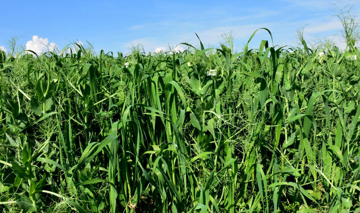 Jęczmień z grochem jako kompozycja sprawdzi się zarówno na kompleksie żytnim, jak i pszennym, ale z jedną uwagą – na słabsze stanowiska wybieramy odmiany pastewne grochu, na lepsze odmiany ogólnoużytkowe