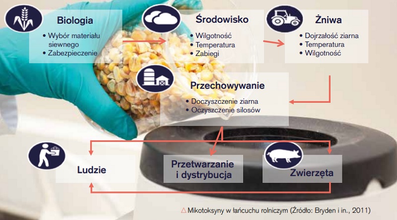 Mikotoksyny w łańcuchu rolniczym (Źródło: Bryden i in., 2011)