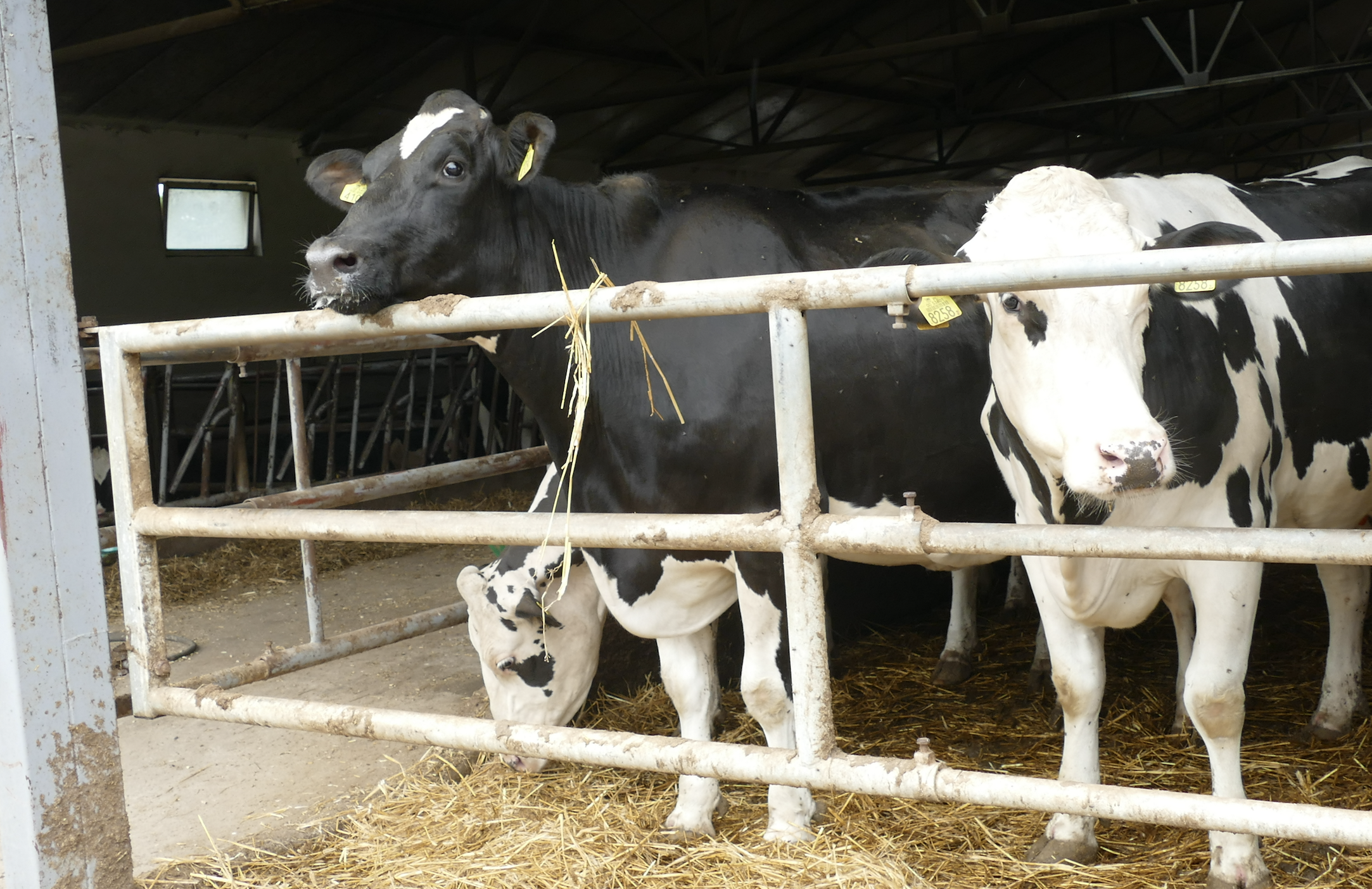 Coraz częściej minerały stosowane w żywieniu zwierząt występują w połączeniach organicznych, najczęściej aminokwasowych. Są one łatwiej wchłaniane z przewodu pokarmowego, jak również transportowane do poszczególnych narządów