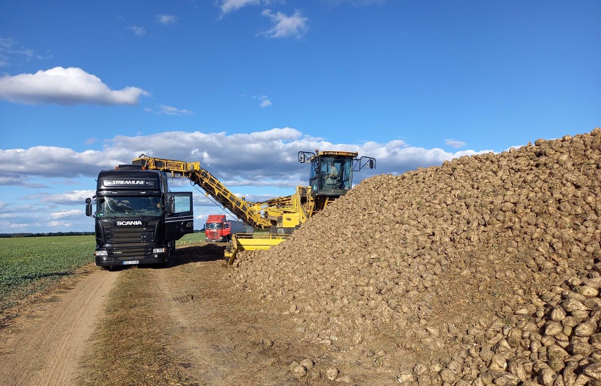 Średni plon wynosił 60,5 t/ha, przy zawartości cukru na poziomie 16,68%