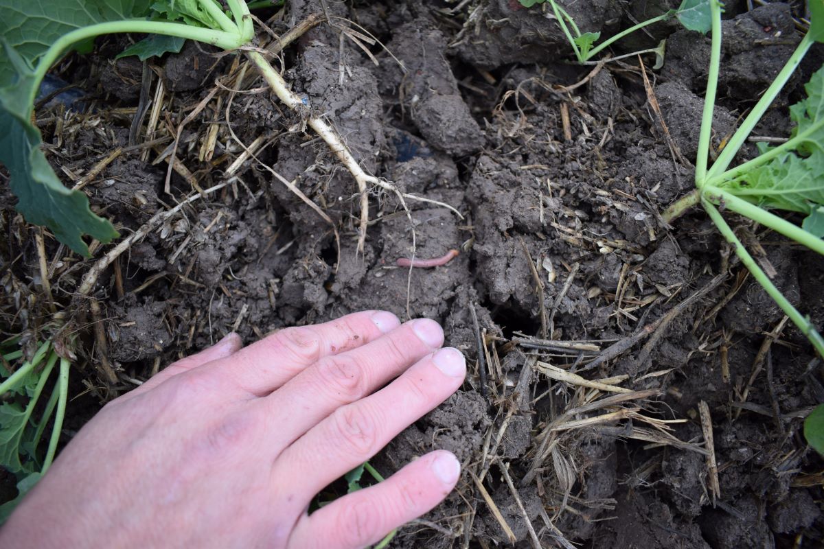 Struktura gleby dzięki resztkom pożniwnym jest odpowiednia i bogata w materię organiczną, po wykopaniu rośliny dokładnie było widać, jak toczy się życie glebowe i jak intensywnie pracują dżdżownice