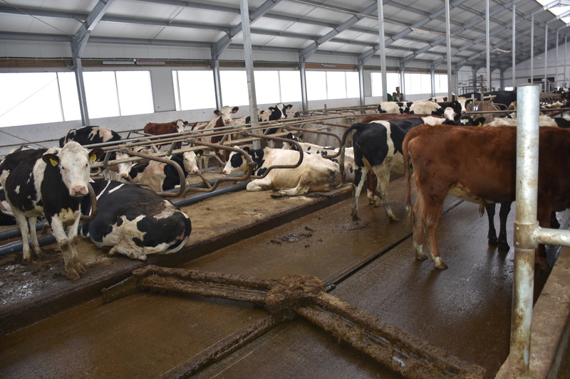Na korytarzu gnojowym o higienę dba zgarniacz GEA typu delta, zaś legowiska wyłożono materacami silikonowymi również od tego producenta