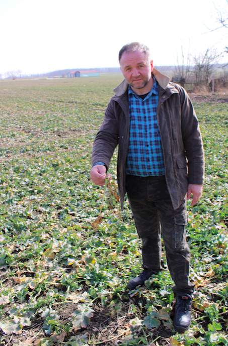 Na moich polach ślimaki niszczą rzepak – mówi Artur Bernatowicz