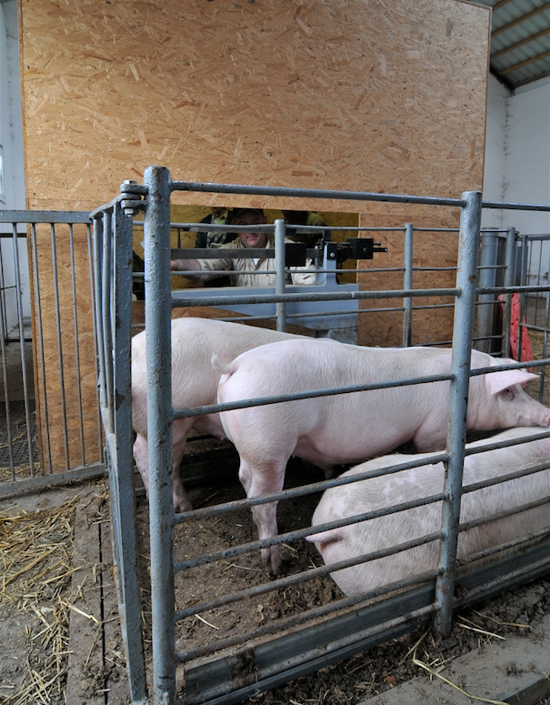 Koronawirus wśród pracowników w największych rzeźniach powoduje ogromne nadwyżki żywca, które prowadzą do drastycznych obniżek cen skupu świń